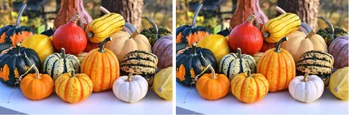 Vista 6 de Mezcla de calabaza comestible colorida, 7 variedades dulces, más de 20 semillas, planta anual sin OMG