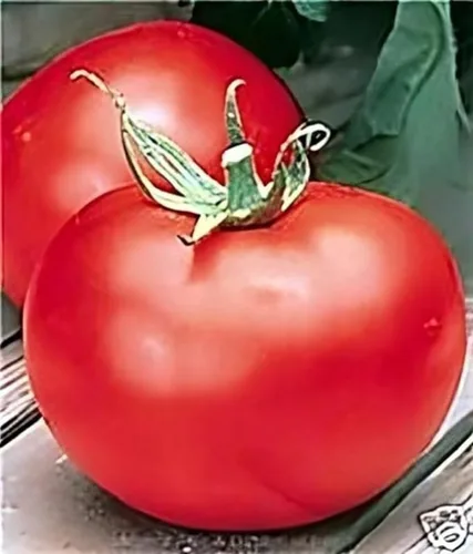 Vista 4 de Semillas de tomate Better Boy, 100 unidades ¡Cultiva el tomate clásico Better Boy en tu propio jardín! Estas plantas de tomate indeterminadas