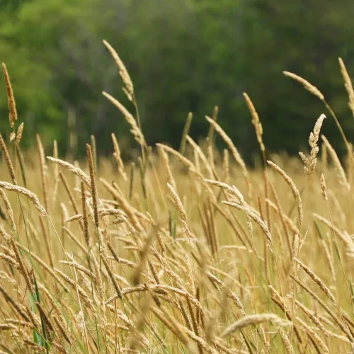 Vista 4 de Climax Timothy Grass Seeds, 1 libra por Seeds2Go