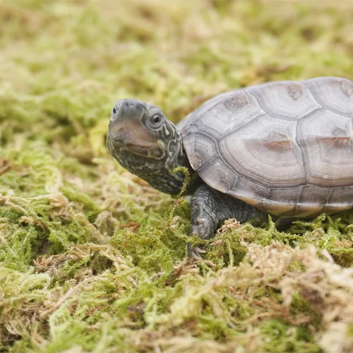 Vista 4 de Musgo de reptil natural puro de 3.5 onzas para la humedad, ideal para serpientes, tortugas y otros reptiles, bueno para terrarios para reptiles