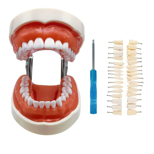 Vista 8 de Modelo de dientes Typodont con dientes extraíbles, modelo de dientes dentales adecuado para enseñanza, práctica y estudio, con un destornillador