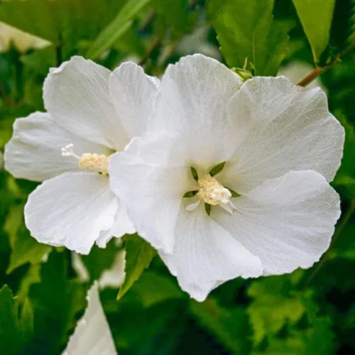 Vista 2 de 1 rosa blanca de Sharon plantas vivas para plantar, plantas de flores de hibisco Althea, plantas de hibisco siriaco viven en un recipiente de cuarto