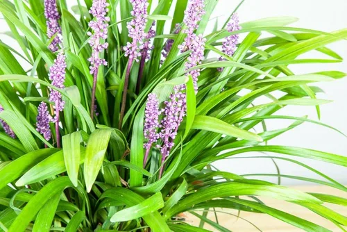 Vista 6 de Royal Purple LIRIOPE - Tamaño: 1 galón, planta viva, incluye fertilizante de mezcla especial y guía de plantación