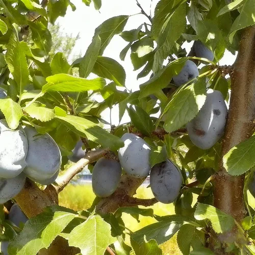 Vista 3 de 10 semillas Prunus Domestica para plantar, semillas de árbol frutal de ciruelo perenne, semillas de árboles frutales sin OMG para el jardín