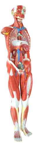 Vista 5 de Wellden Producto Modelo de figura muscular humana anatómica, 27 partes, 1/2 tamaño natural, numerado