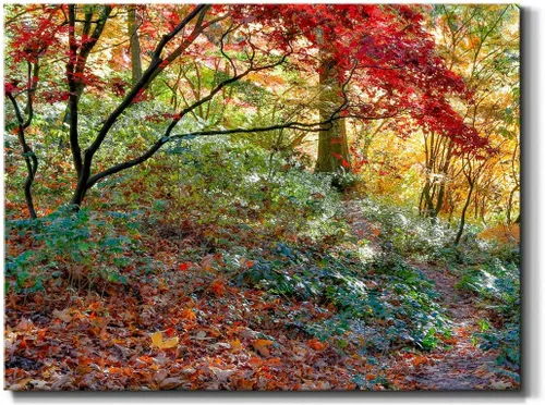 Vista 82 de Renditions Gallery Arte de pared de bosque otoñal, decoración de lienzo premium envuelto en galería, listo para colgar, 12L x 8A, impresión hecha