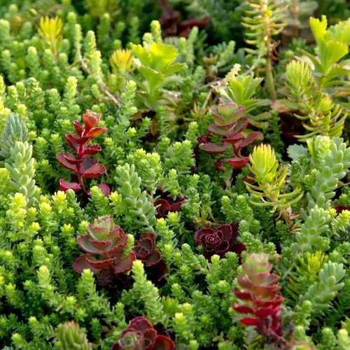 Vista 4 de Tapete Sedum de 10 pulgadas x 20 pulgadas, cultivo de piedra resistente no tóxico para paisajismo, suculentas vivas, plantas aptas para mascotas