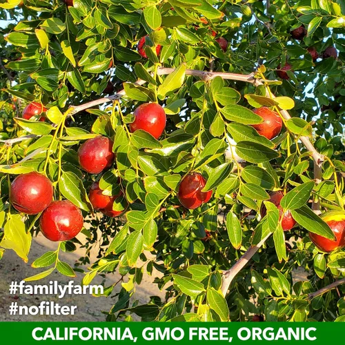 Vista 4 de Producto orgánico de azufaifo puro cultivado en California USDA JUJUME Crisps Chips de azufaifo dulce Cero azúcar añadido o conservantes