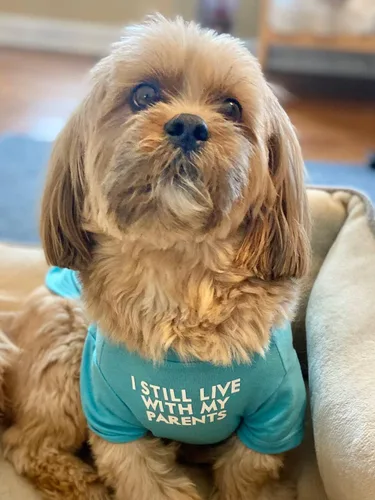 Vista 4 de Ropa linda para perro, camiseta para perros medianos y pequeños, niña y niño, cachorro. Disfraz suave y transpirable para mascotas, perros, gatos