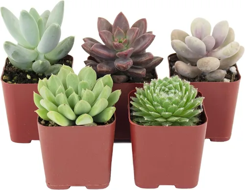 Vista 10 de Compra Suculentas Colección Can't Touch This Surtido de plantas de cactus de interior vivas, seleccionadas a mano, completamente arraigadas
