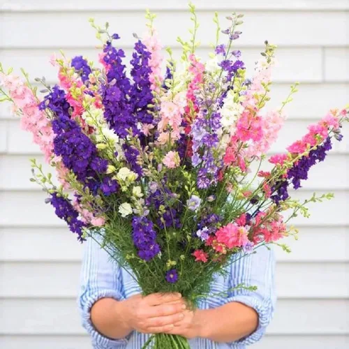Vista 2 de Larkspur, 100 semillas imperiales gigantes recién cosechadas, una gran flor cortada