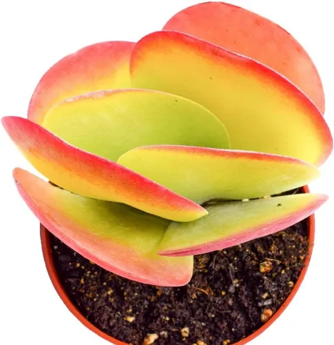 Vista 3 de Planta de paleta viva suculenta - Kalanchoe Thysiflora - Planta de paleta de 4 pulgadas totalmente arraigada