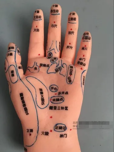Vista 7 de ZHONGJIUYUAN Conjunto de modelos de masaje Reflex Zone, modelo de masaje de orejas y manos de pies, idioma chino, reflexología de pies