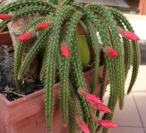 Vista 7 de Cactus de cola de mono de 4 pulgadas (Cleistocactus Colademonis) - Fácil de cultivar en interiores/exteriores, luz solar indirecta. Suelo bien