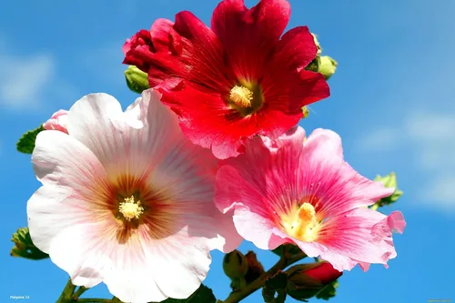 Vista 4 de Semillas Mezcla de Semillas de Malvarrosa Malva 30+ Semillas para Plantar Flores Perennes Vistosas Mezcla Multicolor