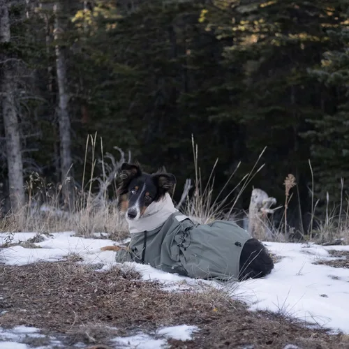 Vista 6 de Midnight Forest - Chaqueta impermeable para perro, ligera y ajustable, impermeable para perro con capucha plegable, talla mediana 50 (S)