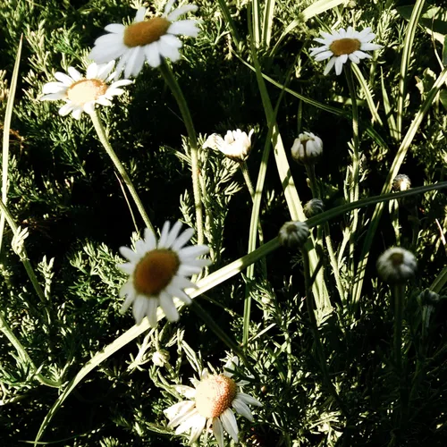 Vista 7 de Plant Good Seed Semillas de manzanilla romana para plantar: hierba de té perenne, flores blancas y amarillas densas - Paquete de 1,000 semillas
