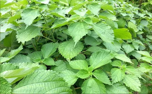 Vista 2 de Extracto de hoja de ramio puro natural orgánico tostado en polvo, 7.05 onzas (7.05 oz)