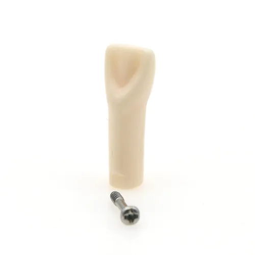 Vista 4 de Modelo de estudio de dientes de práctica de Typodont dental, modelo de estudio, dientes de repuesto individual, enseñanza de estudiantes 11#