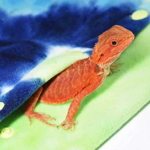 Vista 6 de LIKZINWA Transportador de eslinga de animales pequeños, dragón barbudo y lagarto transportador de reptiles con correa ajustable (azul-verde)