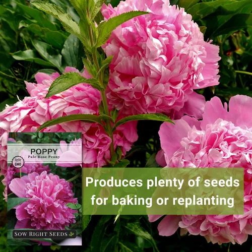 Vista 5 de Sow Right Seeds - Semillas de amapola de peonía de rosa pálida para plantar - Variedad anual de reliquia sin OMG - Hermosas flores de amapola