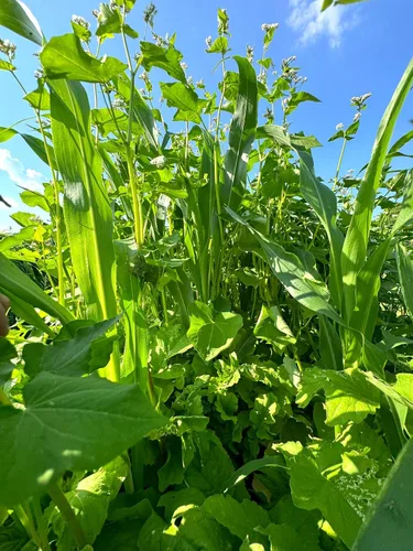 Vista 2 de Dirt Doctor Mezcla de semillas para parcela de alimentos para ciervos, perfecta para reconstruir la capa superior del suelo, romper la compactación