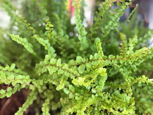 Vista 3 de Helecho Botón Limón - Maceta de 3.5" - Nephrolepis cordifolia Duffii - Planta viva