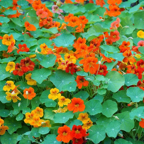 Vista 21 de Eden Brothers Semillas de Nasturtium - Semillas de Alaska Gold sin transgénicos para plantar, 1 onza Semillas de flores de bajo mantenimiento