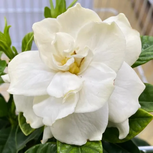 Vista 4 de Gardenia Planta viva, planta de jazmín blanco Gardenia en maceta de 4 pulgadas, planta viva de flor de Gardenia blanca, plantas fragantes