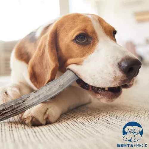 Vista 7 de Cuerno masticable para perros de Pet Expertise, XL de 8 a 10 pulgadas de largo, 1 pieza