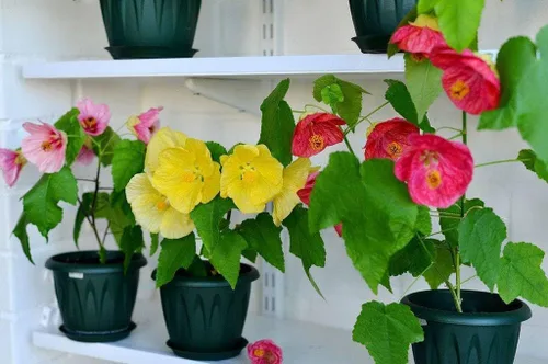 Vista 3 de Semillas Floración Mezcla de Arce (Abutilon) Flores Perennes