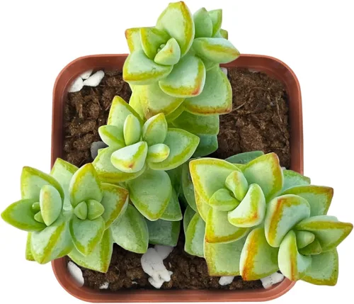 Vista 2 de Plantas de interior vivas suculentas "Bead Vine", tamaño aproximado de 2 pulgadas, suculentas en maceta, completamente enraizadas, de fácil cuidado