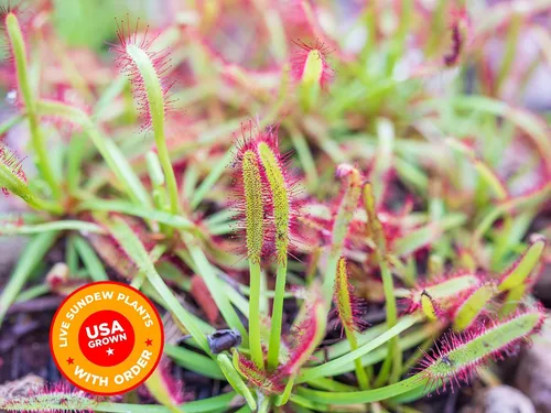 Vista 7 de Plantas carnívoras Sundew vivas con maceta de cerámica hexagonal blanca moderna de 2.7" con platillo + comida para trampa de Venus, pinzas