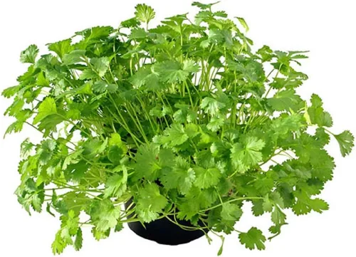 Vista 4 de Semilla de cilantro, semillas de germinación, microverde, brotes, 16 onzas, sin OMG – Marca Country Creek Acres – Alta germinación de brotes