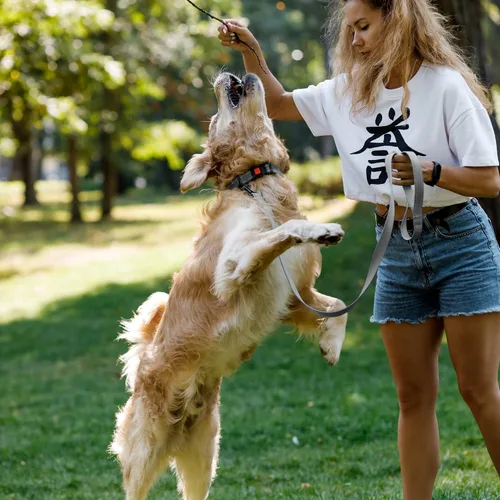 Vista 4 de CollarDirect Correa para perro duradera para mascotas, para caminar, entrenar y correr para pequeña, mediana y grande