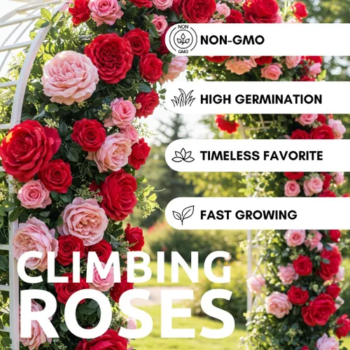 Vista 2 de Semillas de vid de rosas trepadoras, más de 30 semillas para plantar, hermosas flores, ideales para enrejados, cercas y paredes de jardín, semillas