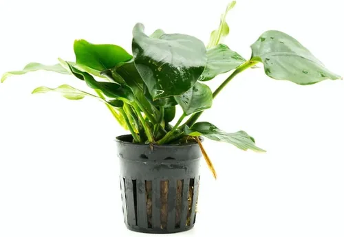 Vista 21 de SubstrateSource Plantas vivas – Anubias Hastifolia (Anubias hastifolia) – Luz baja a moderada, hojas en forma de flecha de color verde medio a