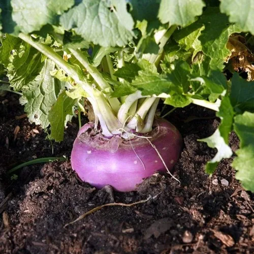 Vista 3 de Semillas de nabo con forma de globo blanco, 50 unidades de la marca COOL BEANS N SPROUTS Heirloom. Sin OMG. Jardinería en casa.