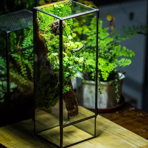 Vista 2 de NCYP Terrario de cristal cerrado con puerta, 3.9 x 3.9 x 11.8 pulgadas, maceta rectangular alta para helechos, plantas suculentas, decoración