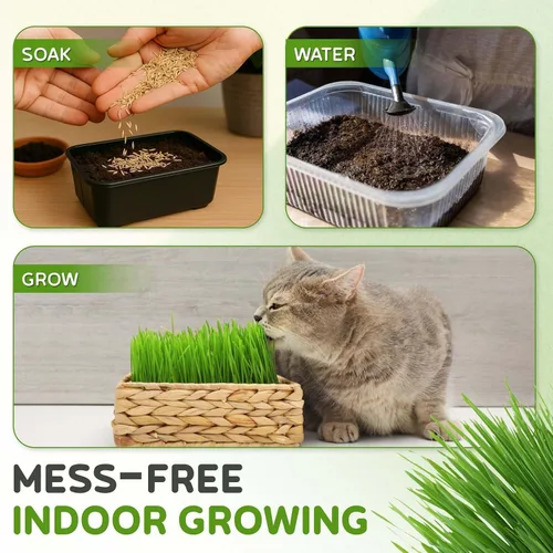 Vista 6 de Todd's Seeds – Hierba para gatos de interior o exterior, 1 libra de hierba de trigo – Premium, 100% libre de químicos (mejor que orgánico) sin GMO