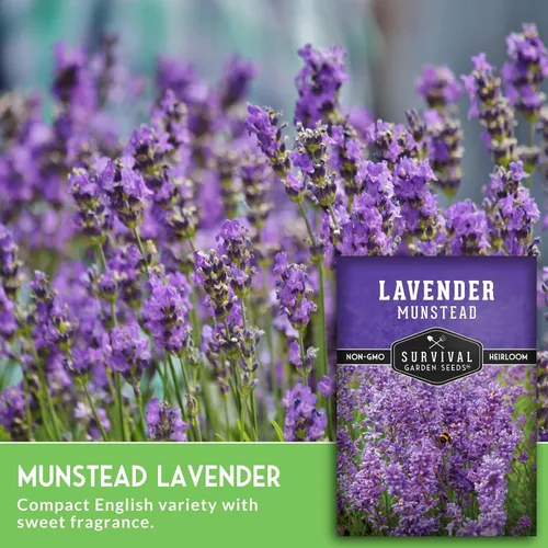 Vista 3 de Munstead - Semillas de lavanda inglesa para plantar, hierba compacta