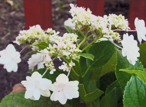 Vista 7 de Hydrangea 'Fuji Waterfall' - Hortensia rara doble lacecap - Elegantes flores blancas en cascada - Arbusto de jardín de sombra resistente - Maceta