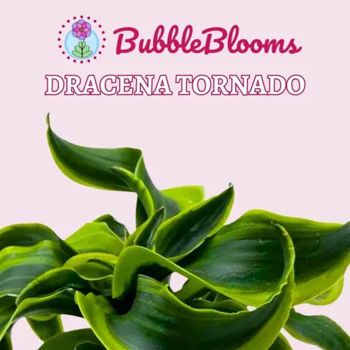 Vista 2 de BubbleBlooms Dracaena Tornado - Planta de interior rara Fragrans Twisted de 4 pulgadas