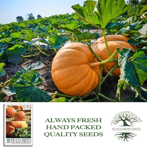 Vista 4 de Semillas de calabaza gigante Big Max (Cucurbita Maxima) – 10 semillas sin OMG y reliquias, cultiva calabazas masivas de 100 libras + más, divertida