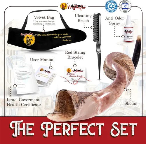 Vista 2 de Juego de Shofar Kudu medio pulido Kosher de Israel, más bolsa, certificado oficialmente firmado, cuerno de Shofar Kosher hecho en Israel