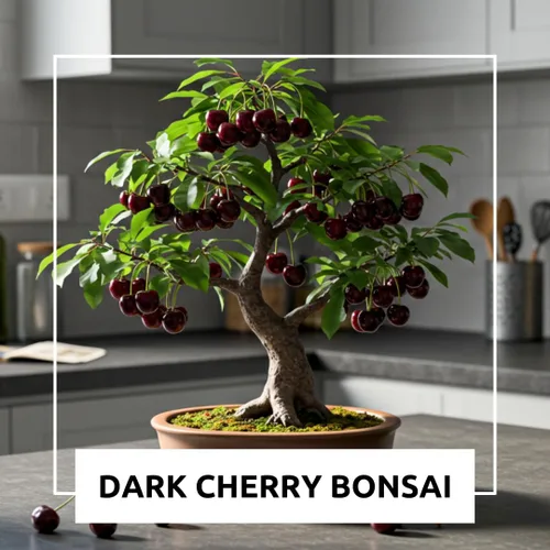 Vista 5 de Plántula de Árbol Frutal Bonsái Enano de Cerezo Negro Vivo - Prunus serotina, Ideal para Plantación en Patios de Casa y Jardín, Plántula en Estado