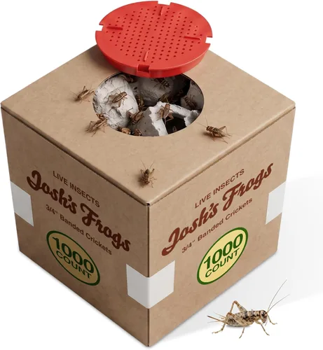 Vista 11 de Josh's Frogs Grillos con bandas de 3/4" (60 unidades)
