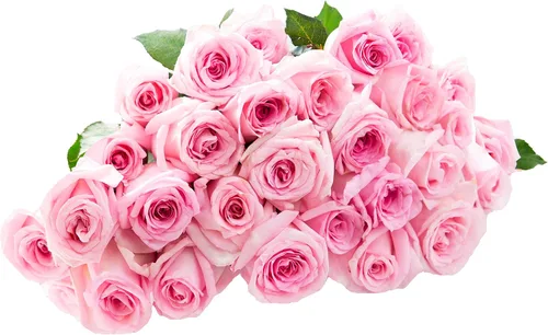 Vista 16 de Blooms2Door - 25 Rosas Rosadas (Fresco - 19.7 in) - Flores Frescas para Cumpleaños, San Valentín y Día de la Madre