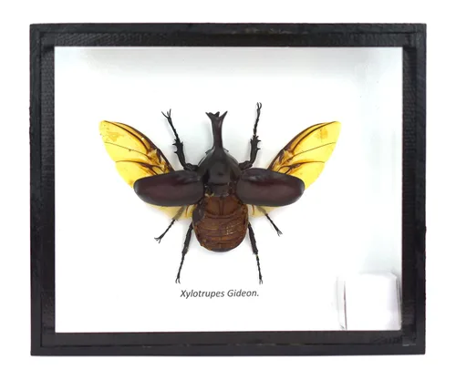 Vista 2 de Real THAILAND'S Fighting Beetles/Rinoceronte Beetle/XYLOTRUPES Gideon Insect Taxidermia Set en caja de sombra / marco de madera 3D
