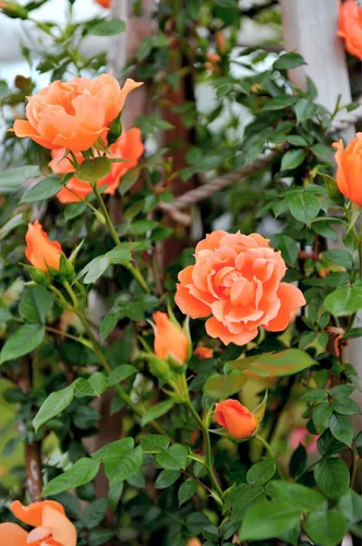 Vista 2 de 5 Seeds Orange Climbing Rose Rosa Bush Vine Climber Fragrant Butterfly Flower Seeds
